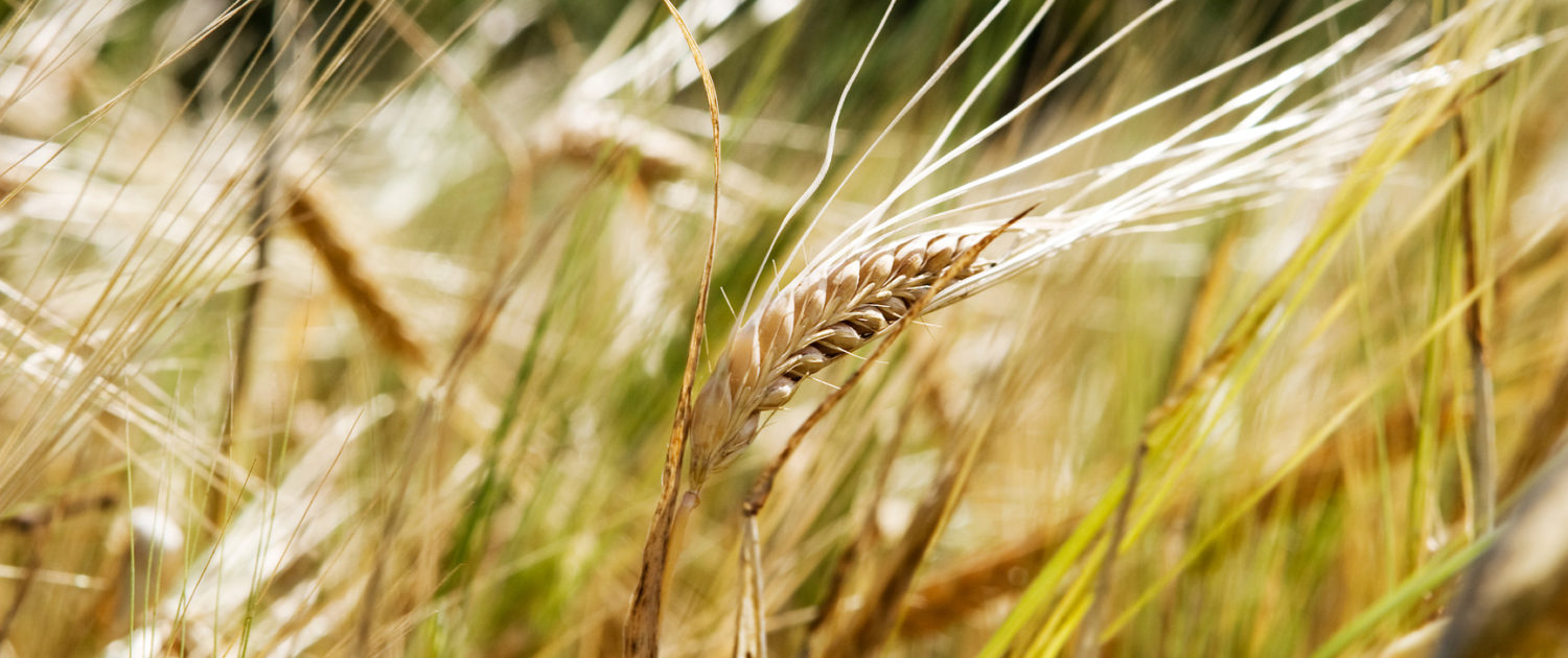 Wheat Background